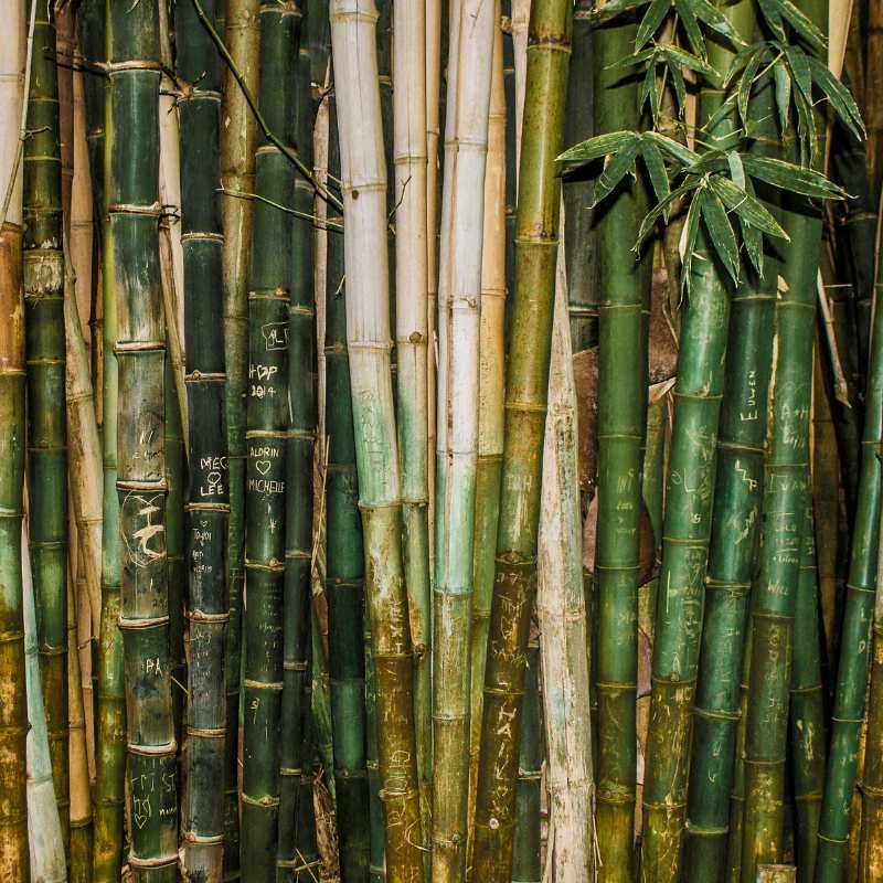 Aktivt kul bambus